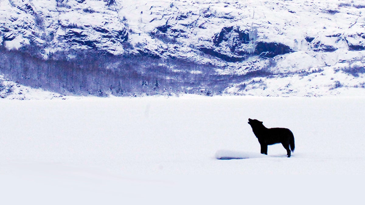 How One Wolf Charmed an Entire Town