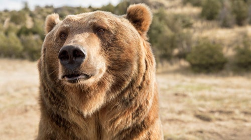 brutus yellowstone grizzly bear grayson schaffer