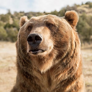 brutus yellowstone grizzly bear grayson schaffer