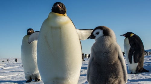 Eric Larsen Antarctica Adventure Penguins Ice Snow Global Warming