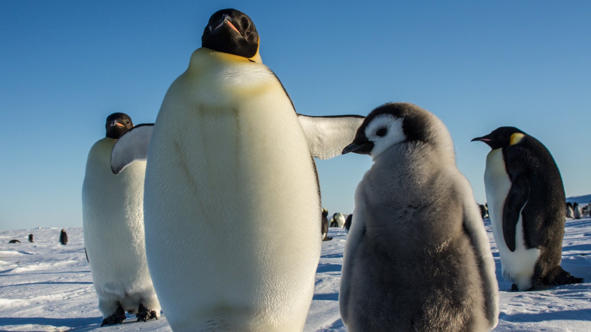 How Do I Get to Antarctica?
