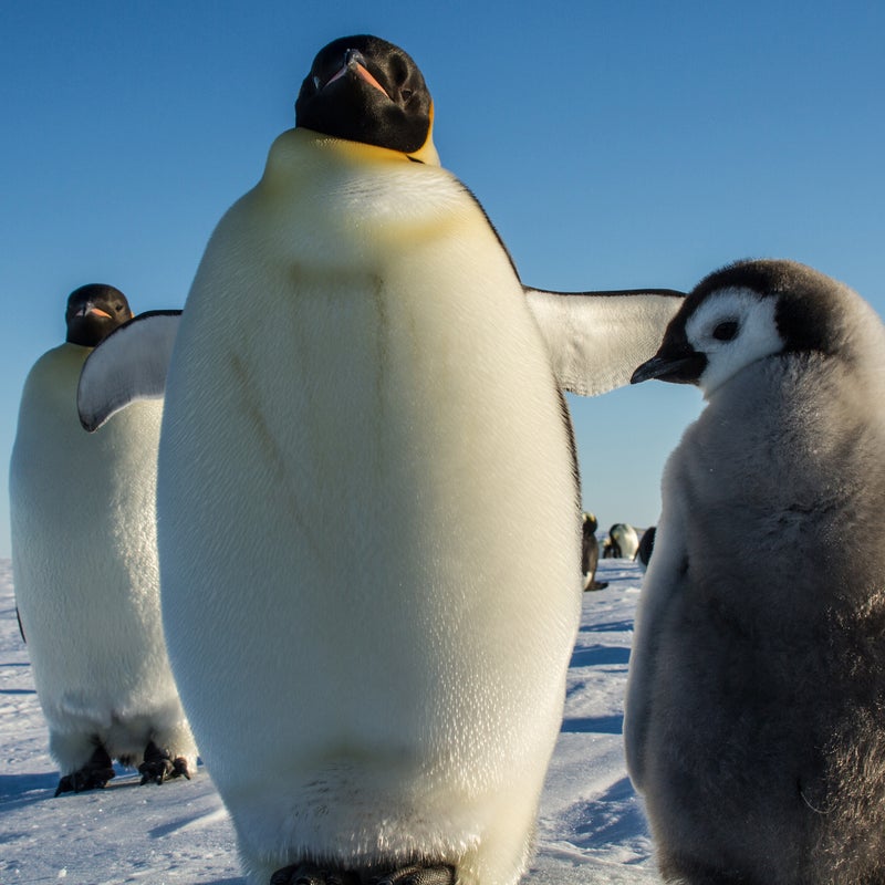Eric Larsen Antarctica ԹϺ Penguins Ice Snow Global Warming