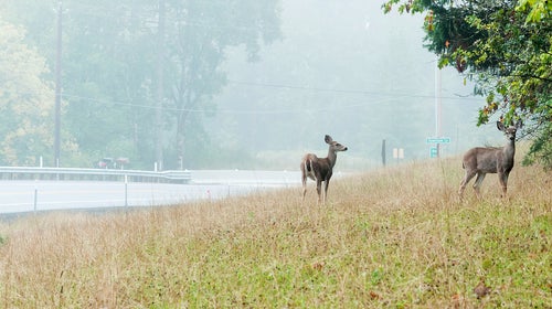 Deer Overpopulation Hunting Lacey Act Hunting Hunters Laws Organic Free Range Venison