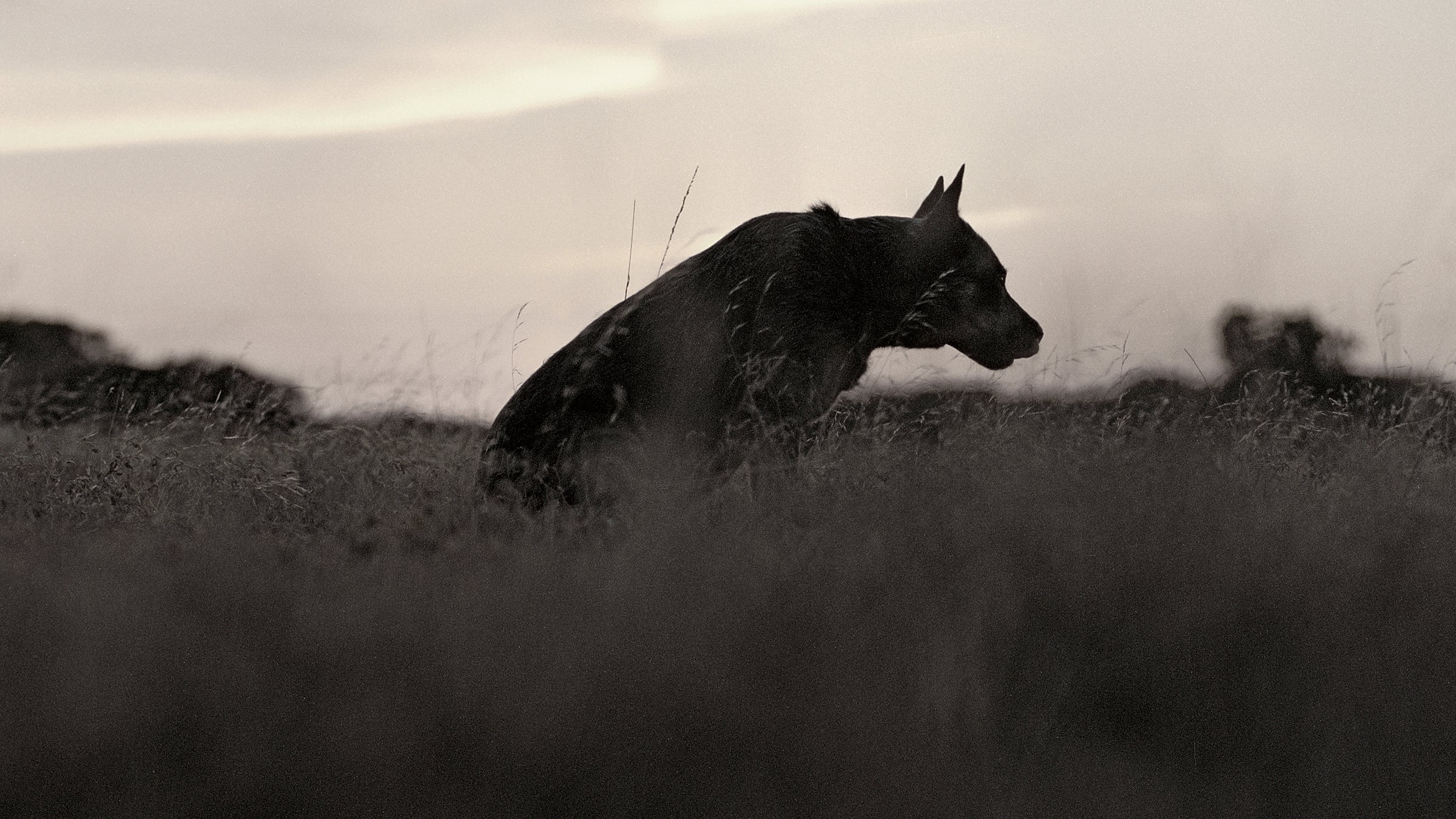 Would a Dingo Really Eat Your Baby?