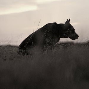 Australia’s notorious dingos aren’t to be trusted.