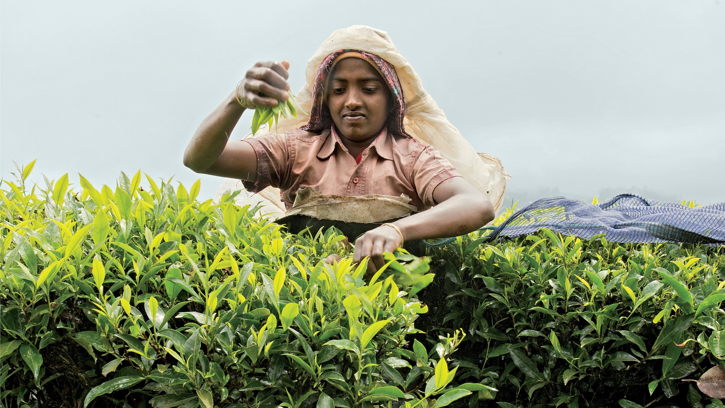 Chiara Goia tea harvesting India Kerala Western Ghats