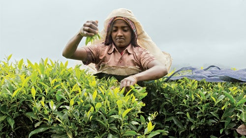 Chiara Goia tea harvesting India Kerala Western Ghats