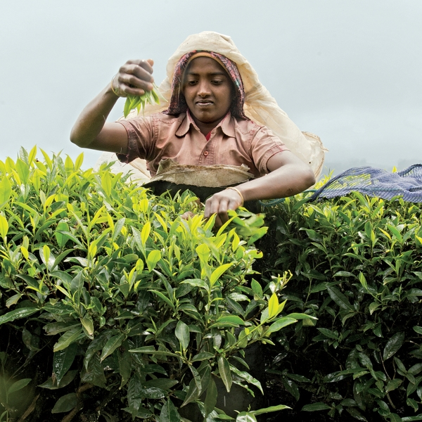Chiara Goia tea harvesting India Kerala Western Ghats