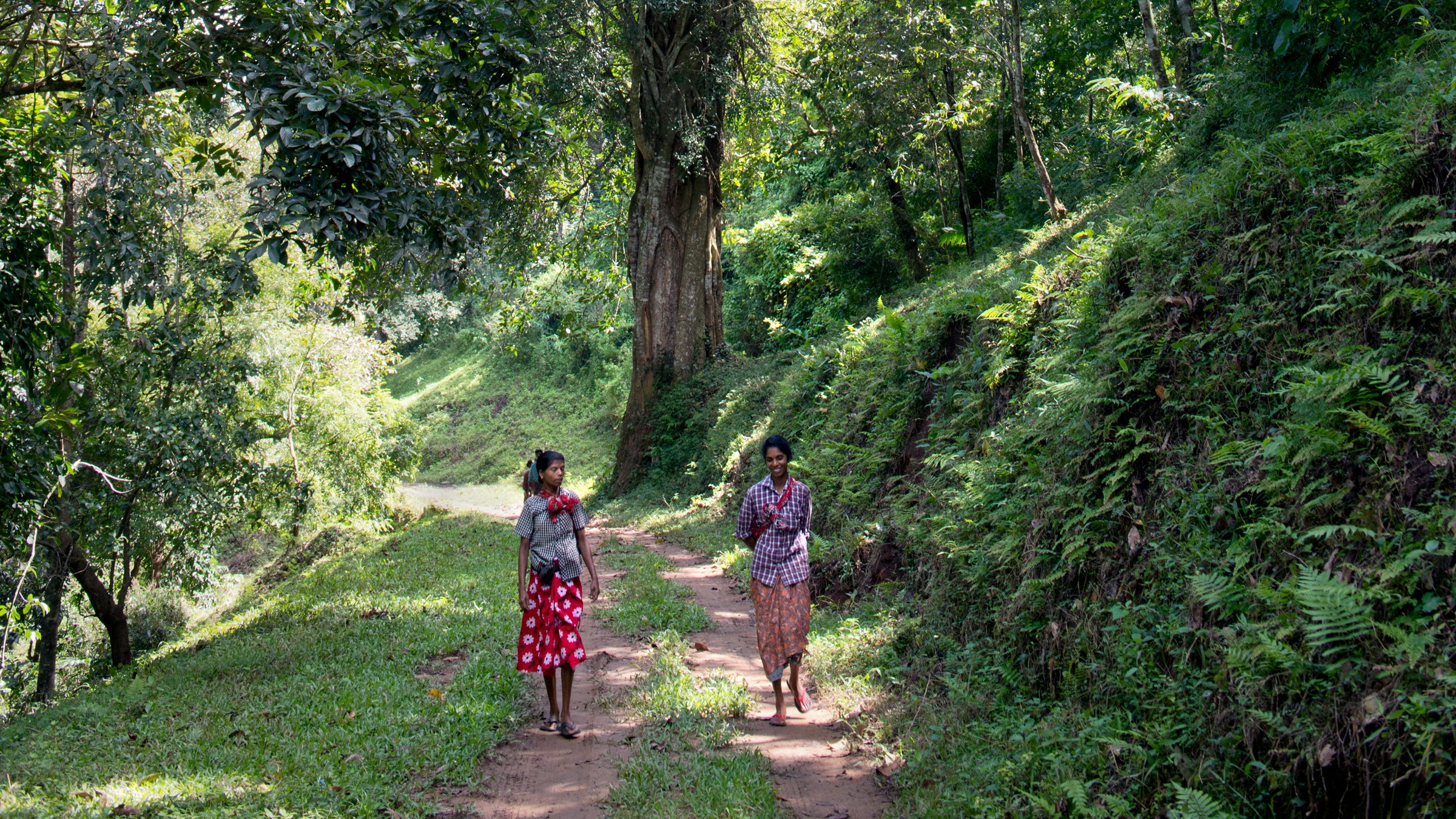 Endless greenery in Periyar National Park, home to a tiger and elephant sanctuary.