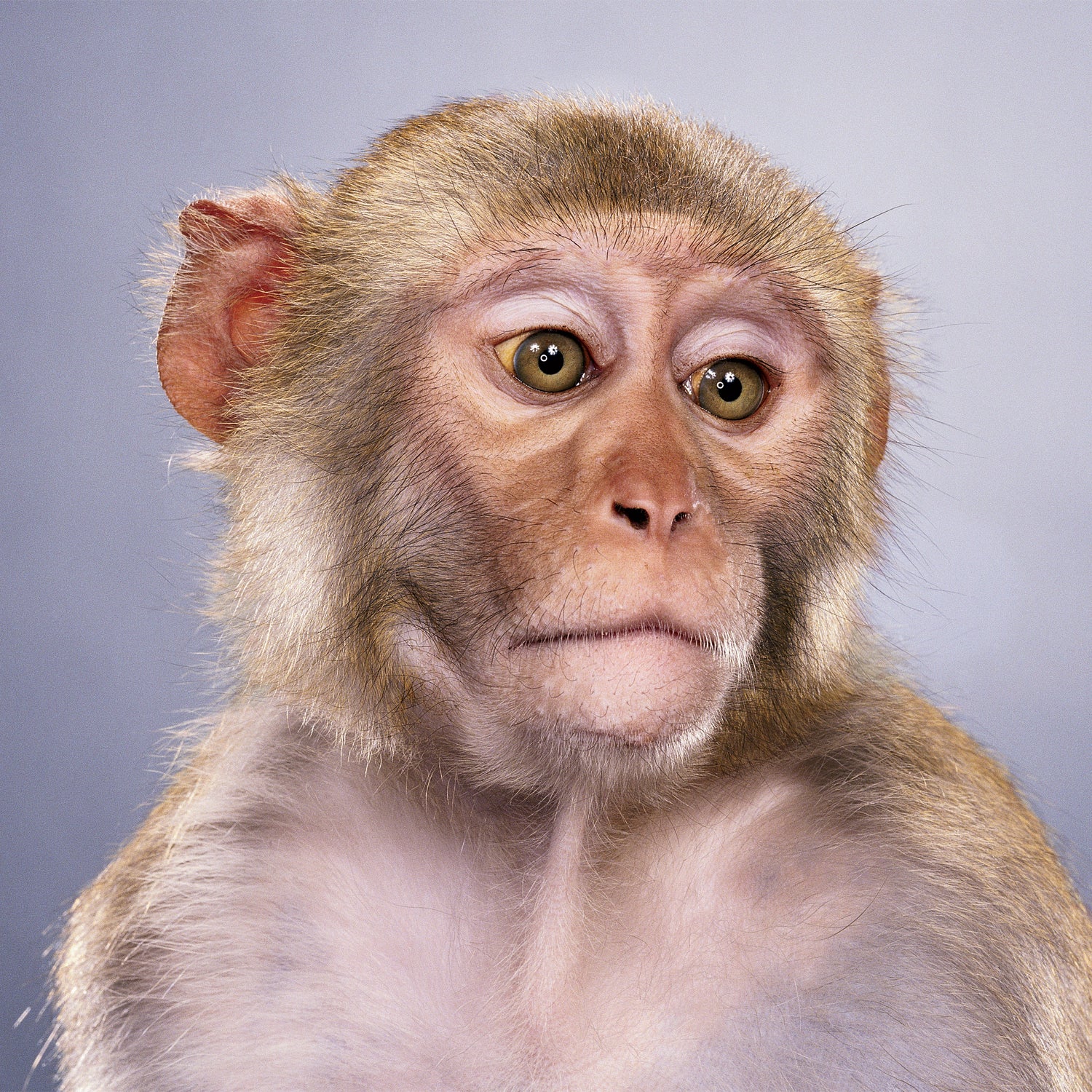 The usual suspects, drawn to the streets after habitat loss.