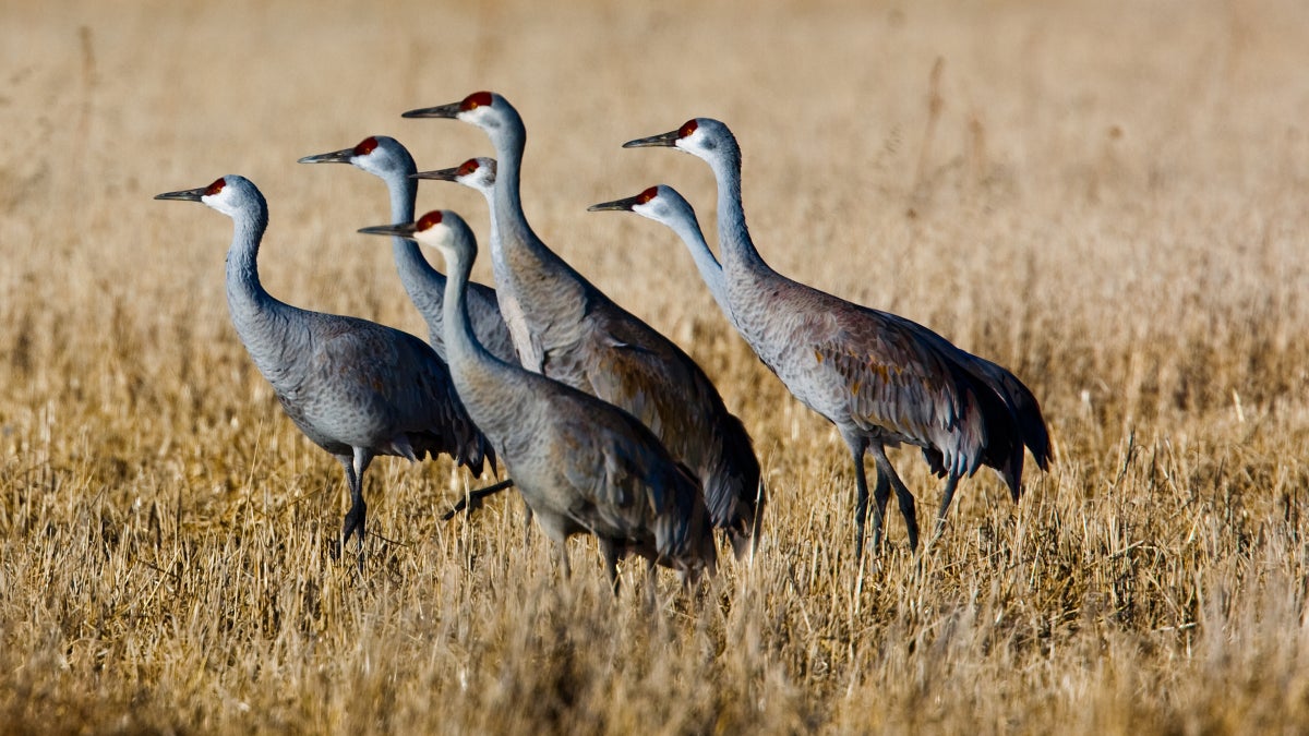 A Toxic Threat to Wildlife