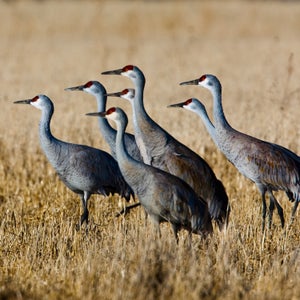 ProPhotoRental birds canon canon xsi colorado crane cranes flock flying bird migration monte vista road trip san lois valley sand hill cranes sandhill crane sandhill cranes