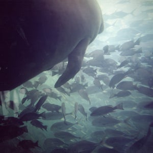 outside outside magazine outside online my son the manatee w hodding carter melbourne manatee marine mammals australia adopt a manatee