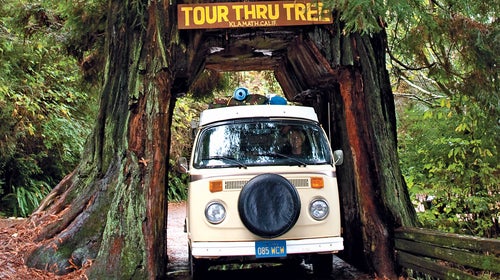 outside magazine outside online outside california redwood tree chris burkard road trip