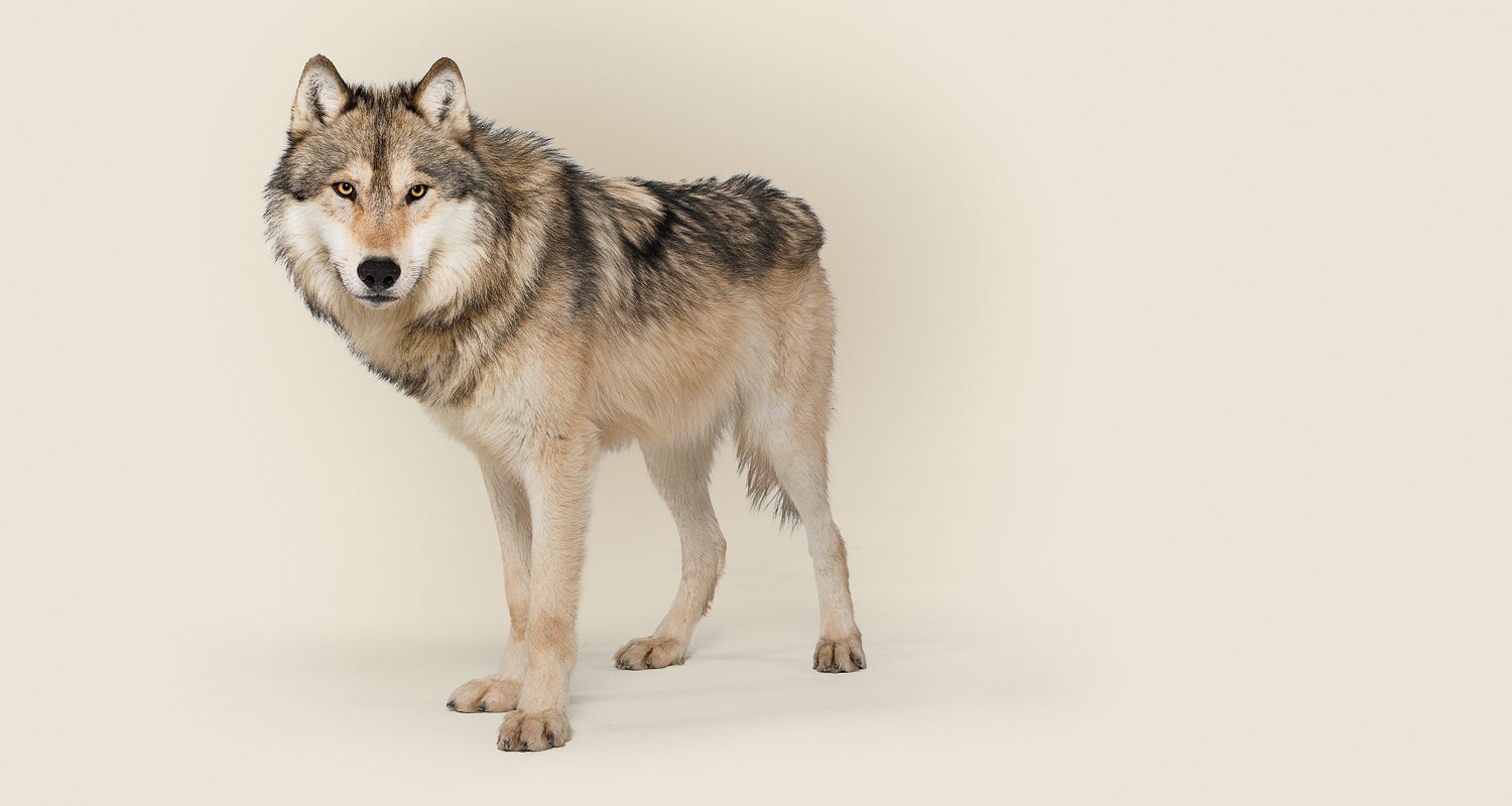 Transplanted Canadian grey wolves called too successful - Red Deer
