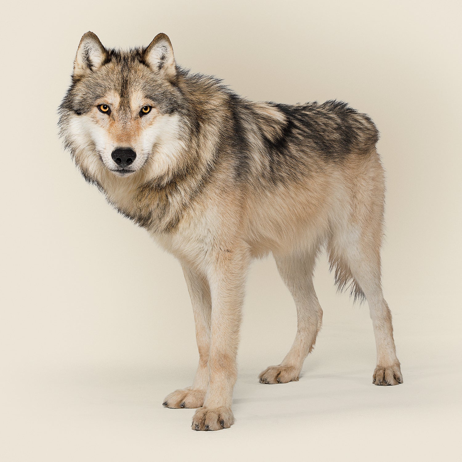 gray wolf hunting northern rockies politics