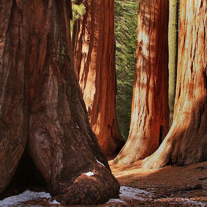 Best For: Feeling Small

Unique to California, the giant sequoias of Mariposa Grove are stunning in the rain and at their best in a light snow. Spring is perfect for spending quiet time alone with the largest trees on the planet.

The grove is partially responsible for Yosemite’s conservation. President Theodore Roosevelt camped under the well-known Grizzly Giant with John Muir, just before a May snowstorm hit the park. Roosevelt created the national park not long after.

Among the old-growth redwoods, there are countless nooks and tunnels, as well as a covered bridge, to explore. Later, stop by the Pine Tree Market to pick up drinks, snacks, or hot chocolate.
