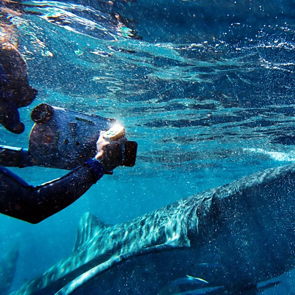 snorkel, mahe island, four seasons resort seychelles, whale sharks, swimming, adventure bucket list