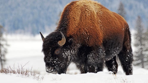 american bison anna callaghan outside outside magazine outside online pro shop gear shed wool alternatives animal fiber