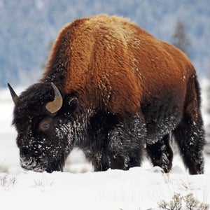 american bison anna callaghan outside outside magazine outside online pro shop gear shed wool alternatives animal fiber