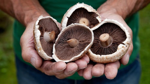 allotment adult Caucasian dirt farmer farming garden gardener gardening healthy healthy eating horizontal male man organic outside funghi mushroom food fungus people green working holding hands mature senior fresh