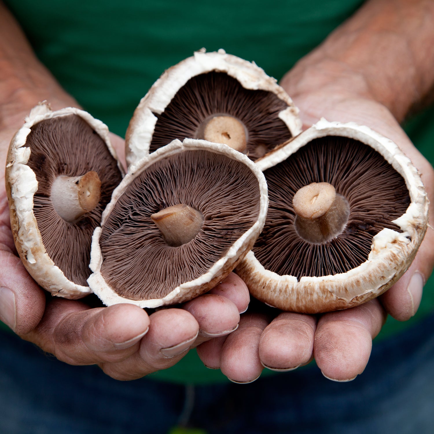 Bookmark: Advice From a Mushroom