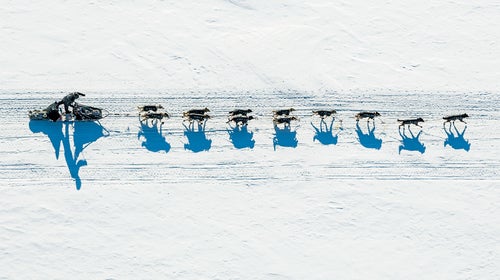 2014 iditarod aerial aerial photo aerial photography aerial photos aerials dallas seavey dog dog musher dog mushers dog mushing dog race dog sled race dog team dog teams dogs iditarod iditarod 2014 iditarod dog race iditarod dog sled race iditarod race iditarod trail iditarod trail sled dog race musher mushers mushing river shadow shadows sled dog sled dog race sled dogs yukon yukon river