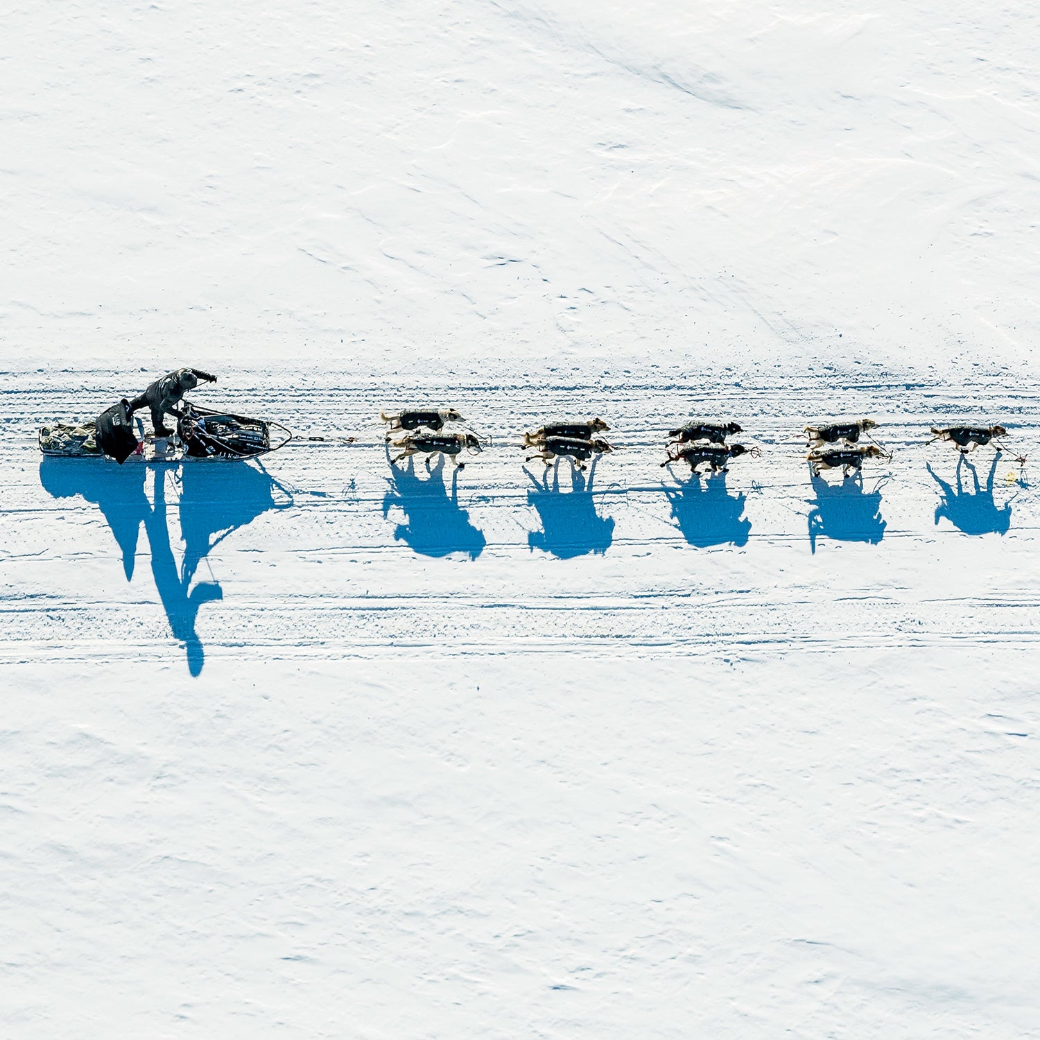 2014 iditarod aerial aerial photo aerial photography aerial photos aerials dallas seavey dog dog musher dog mushers dog mushing dog race dog sled race dog team dog teams dogs iditarod iditarod 2014 iditarod dog race iditarod dog sled race iditarod race iditarod trail iditarod trail sled dog race musher mushers mushing river shadow shadows sled dog sled dog race sled dogs yukon yukon river