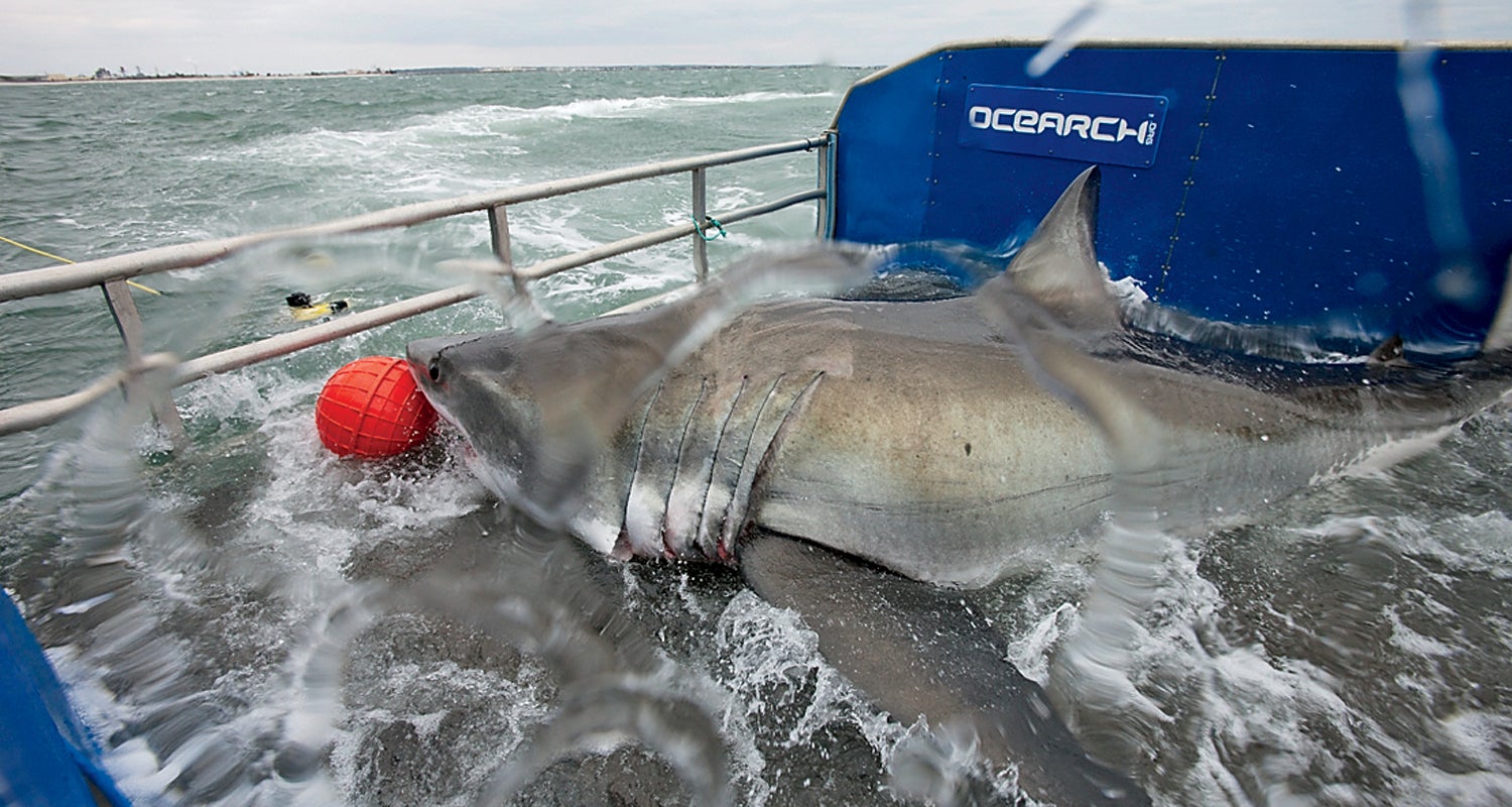 Watch Moment Huge Shark Jumps Onto Fishing Boat: 'We Were Lucky