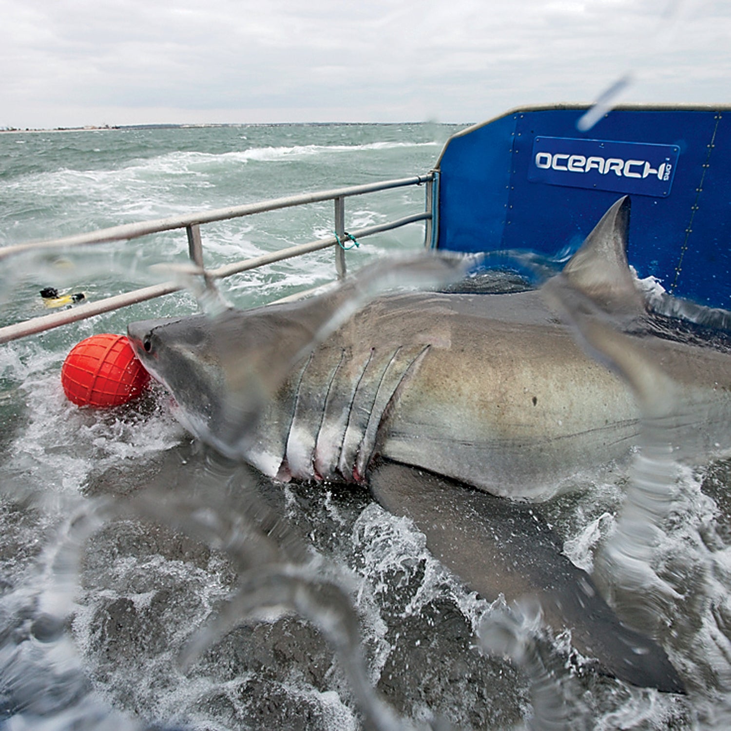 Wired shark. Белая акула.