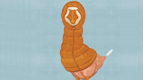 responsible down standard goose animal welfare north face patagonia