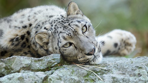 The chance to see creatures like the snow leopard? Worth a trip or five.