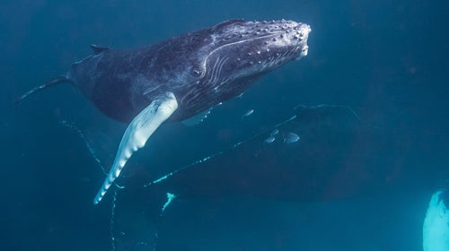 Michel swam with humpback whales, and ocean-tested Sony’s RX-100 II and the GoPro Hero 3+.