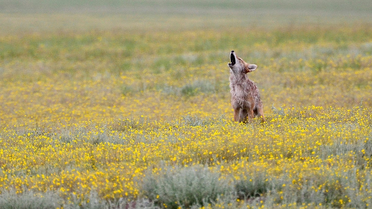 Meet America’s Newest National Parks