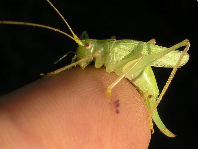 Grasshopper