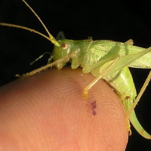 Grasshopper