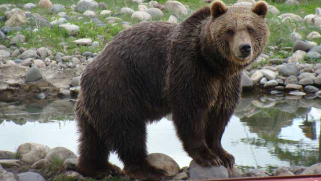 What's the most dangerous animal in the continental U.S.?