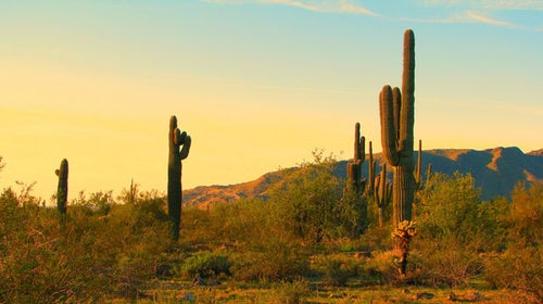 Saguaro in Arizona's Sonoran Desert