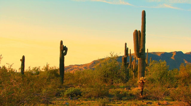 What are the most common mistakes that people make in the desert?