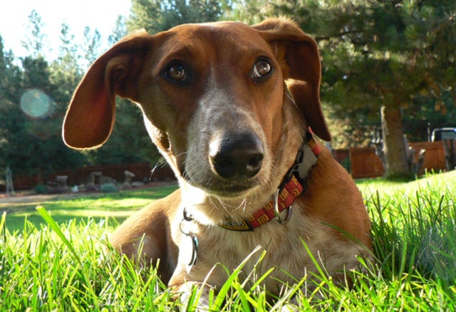 Why Dogs Roll On Their Toys…And It's Just As Cute As You Think