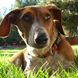 Cute, but Brutus is a toy-hoarding monster.