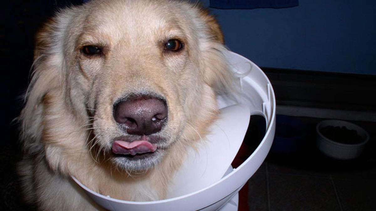 How Do I Get My Dog to Stop Knocking Over the Trash?