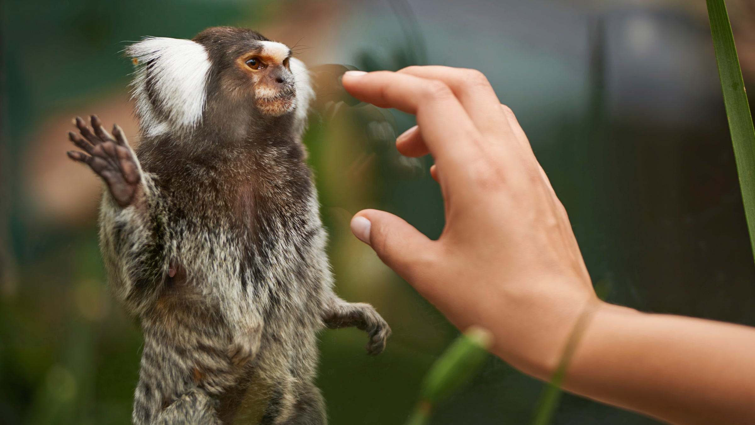 wild copy-space wildlife habitat monkey exploring blurred background casual wear enclosure marmoset zoo day trip Person Men White Looking Stance Casual Relaxing Joy Happy Job Relationship Relationship Hand Outdoors Day Relationship Human Hand Small Animal Happiness Environment Glass Pleasure Beautiful Masculine Affection Cute Copyspace Content Partner Expressing Positivity Hunk Two People Cute Girl Beautiful Silly Ethnic Furry Pet Adult Touch Two Midday Reach Babe Cheery Female