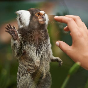 wild copy-space wildlife habitat monkey exploring blurred background casual wear enclosure marmoset zoo day trip Person Men White Looking Stance Casual Relaxing Joy Happy Job Relationship Relationship Hand Outdoors Day Relationship Human Hand Small Animal Happiness Environment Glass Pleasure Beautiful Masculine Affection Cute Copyspace Content Partner Expressing Positivity Hunk Two People Cute Girl Beautiful Silly Ethnic Furry Pet Adult Touch Two Midday Reach Babe Cheery Female