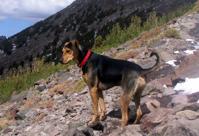 Mabel, the black and tan cat hound.