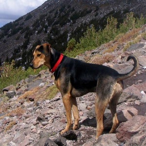 Mabel, the black and tan cat hound.
