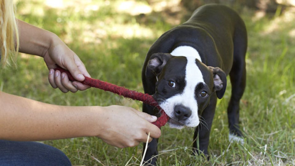 How Can I Get My Dog to Stop Nipping at Me?