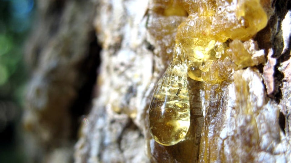 How do I remove tree sap from a Gore-Tex shell?