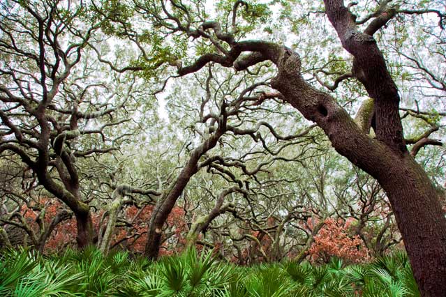 Live Oaks - Cumberland National Seashore