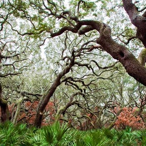 Live Oaks - Cumberland National Seashore